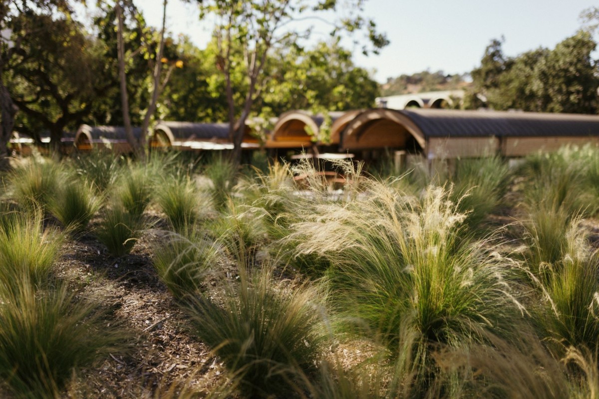 Chandon_07_Grass Native planting and landscaping design with architectural structures in Napa or Sonoma County.