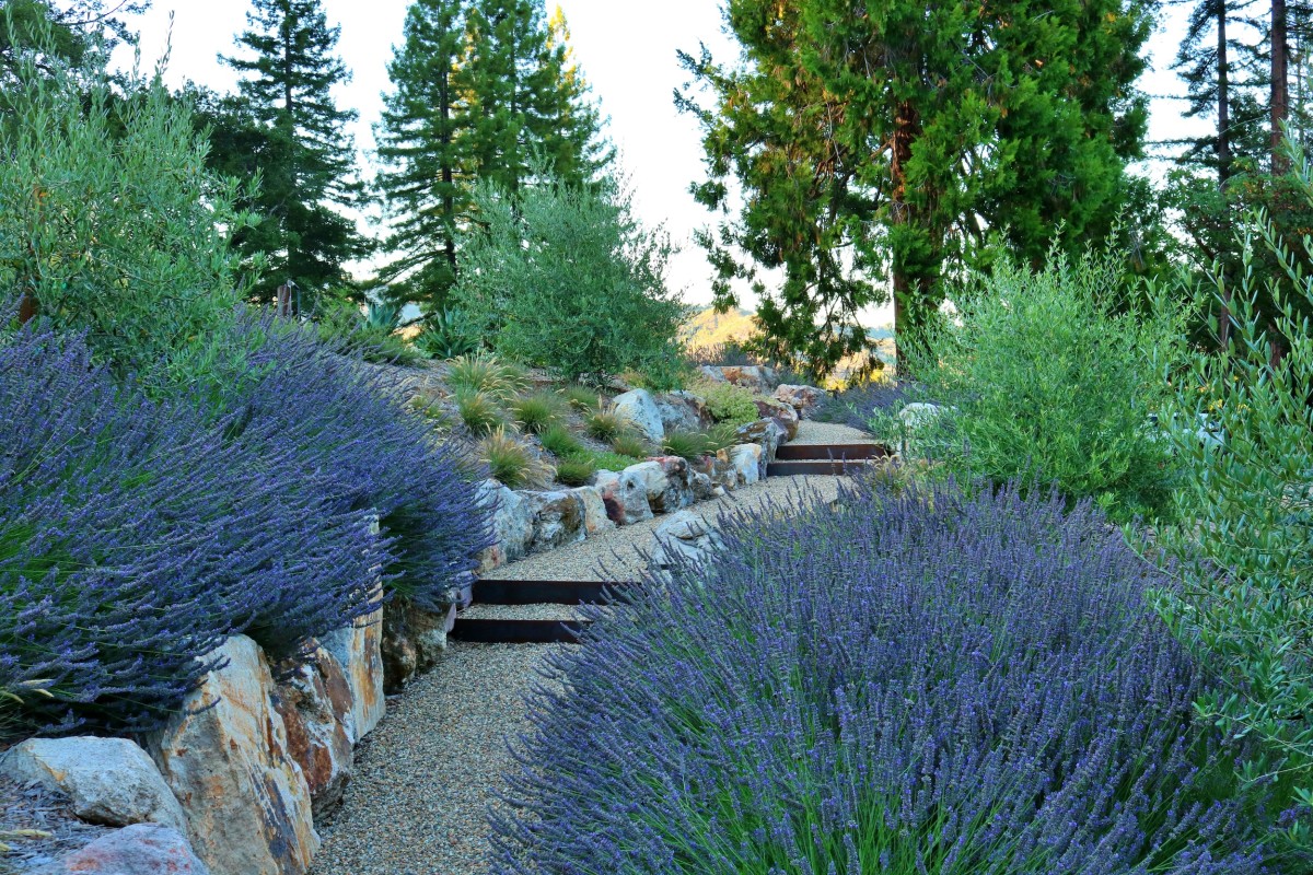 Baxter_02_Lavender Landscaped hillside with lavender and stone steps, Penning Landscapes design-build project