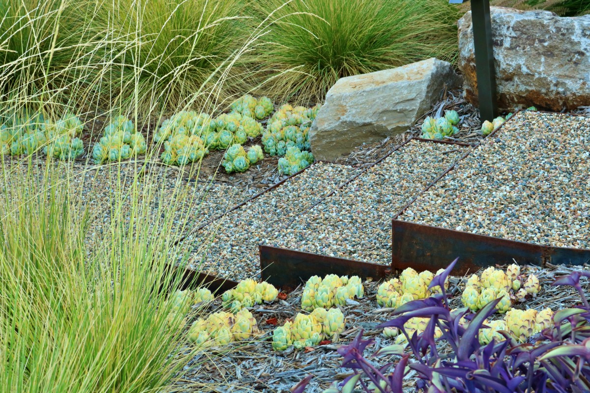 Baxter_10_Succulents Succulent garden design with native planting and stone accents by Penning Landscapes.