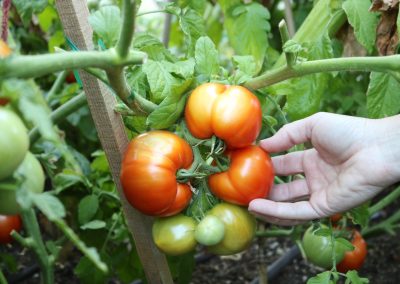 Ripe tomatoes on the vine in a Penning Landscapes kitchen garden.