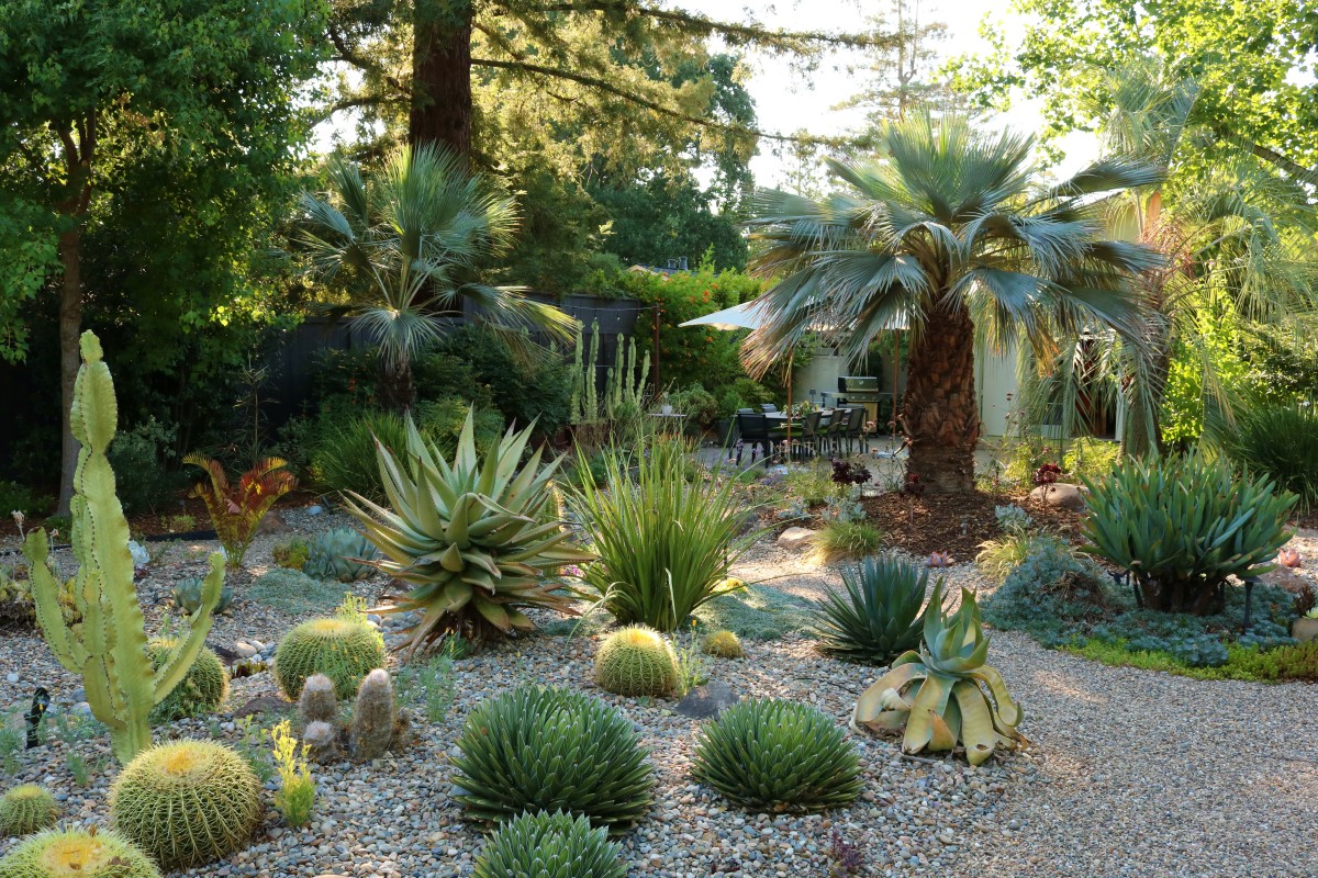 Norwood_02_Palm Tree Penning Landscapes: Lush garden design with palm trees, cacti, and drought-tolerant plants for outdoor living spaces.
