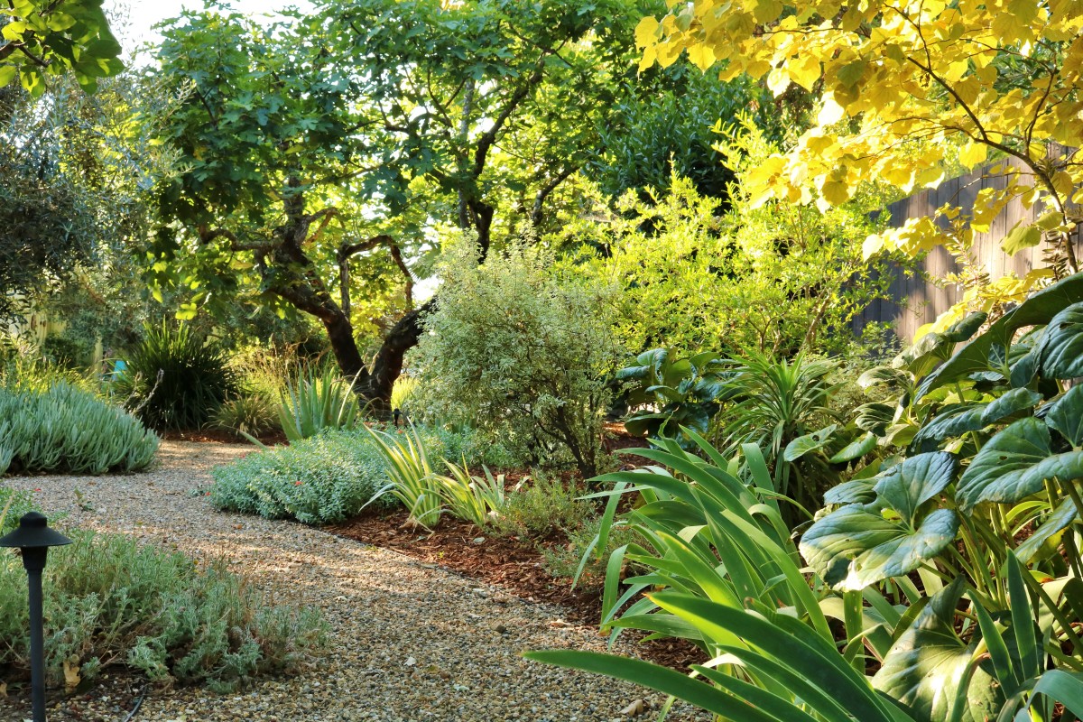 Mature plantings and pathway in a Napa Valley winery garden, Penning Landscapes grounds care.