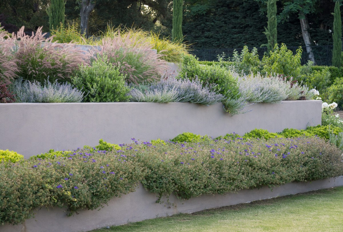 Terraced plantings and garden design in Napa or Sonoma Valley landscape.