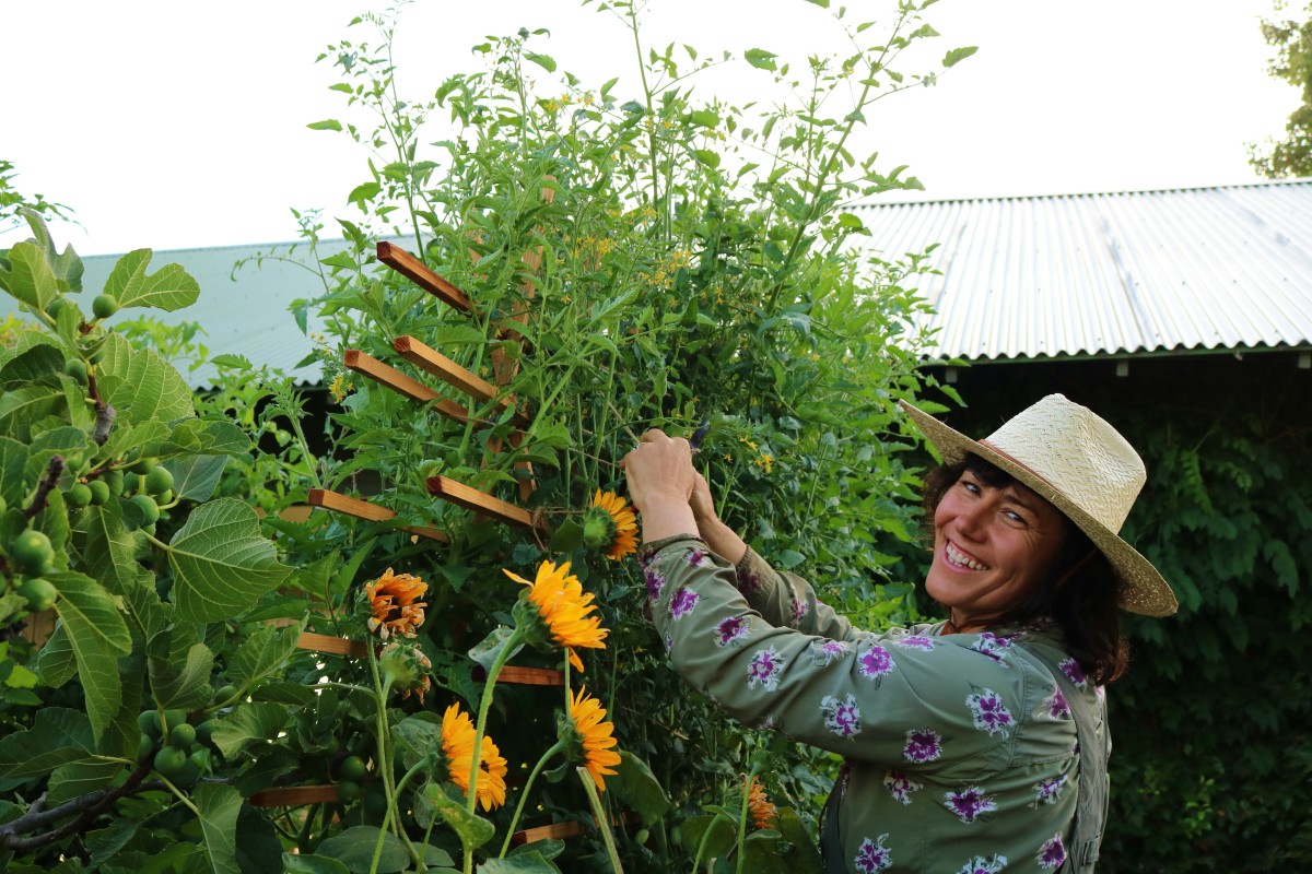 Penning Landscapes vegetable garden manager tending to thriving tomato plants and sunflowers.