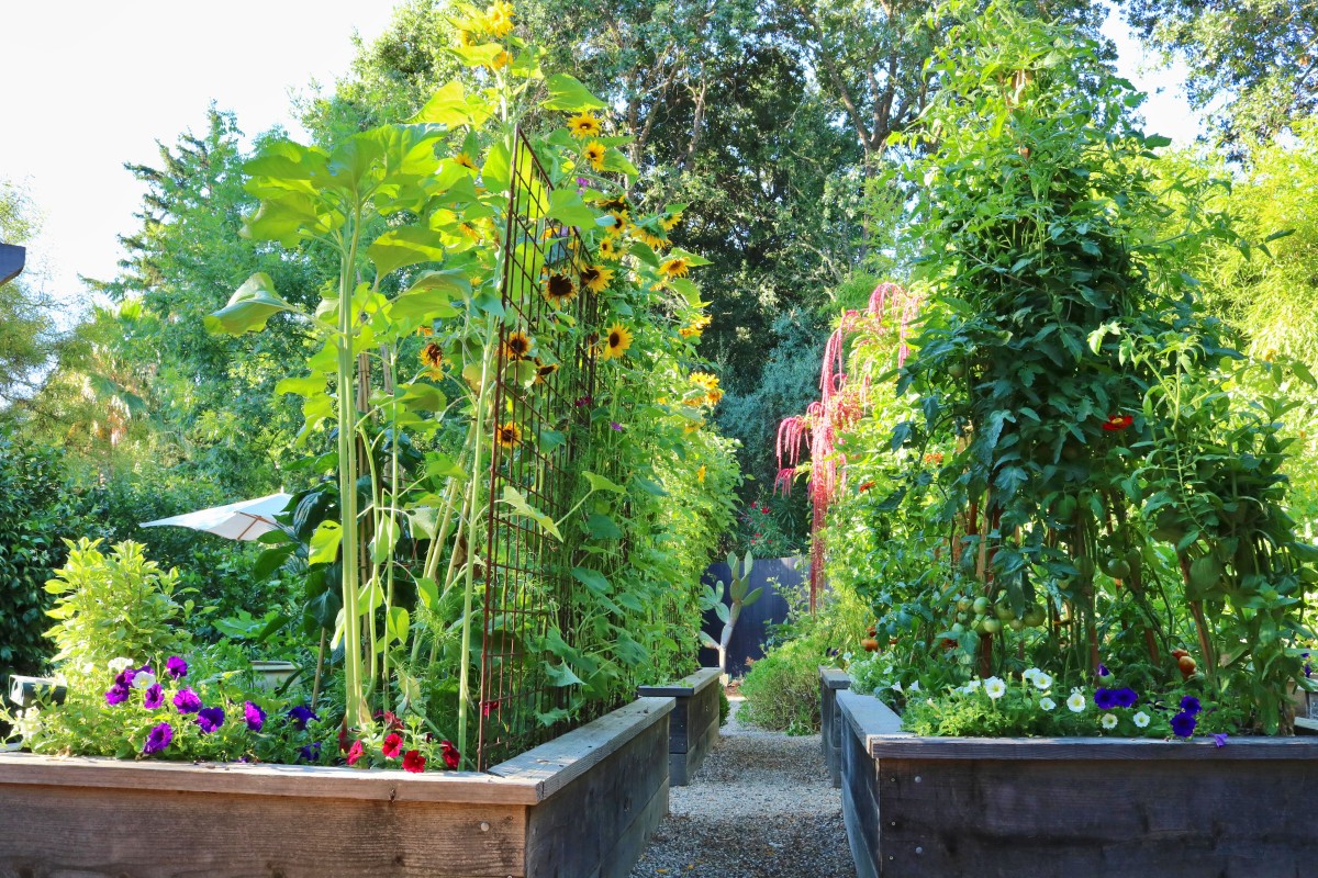 Wooden garden box with sunflowers, vegetables, and seasonal plantings in Napa Valley.