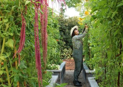 Penning Landscapes gardener tending a productive kitchen garden with Love Lies Bleeding and sunflowers.
