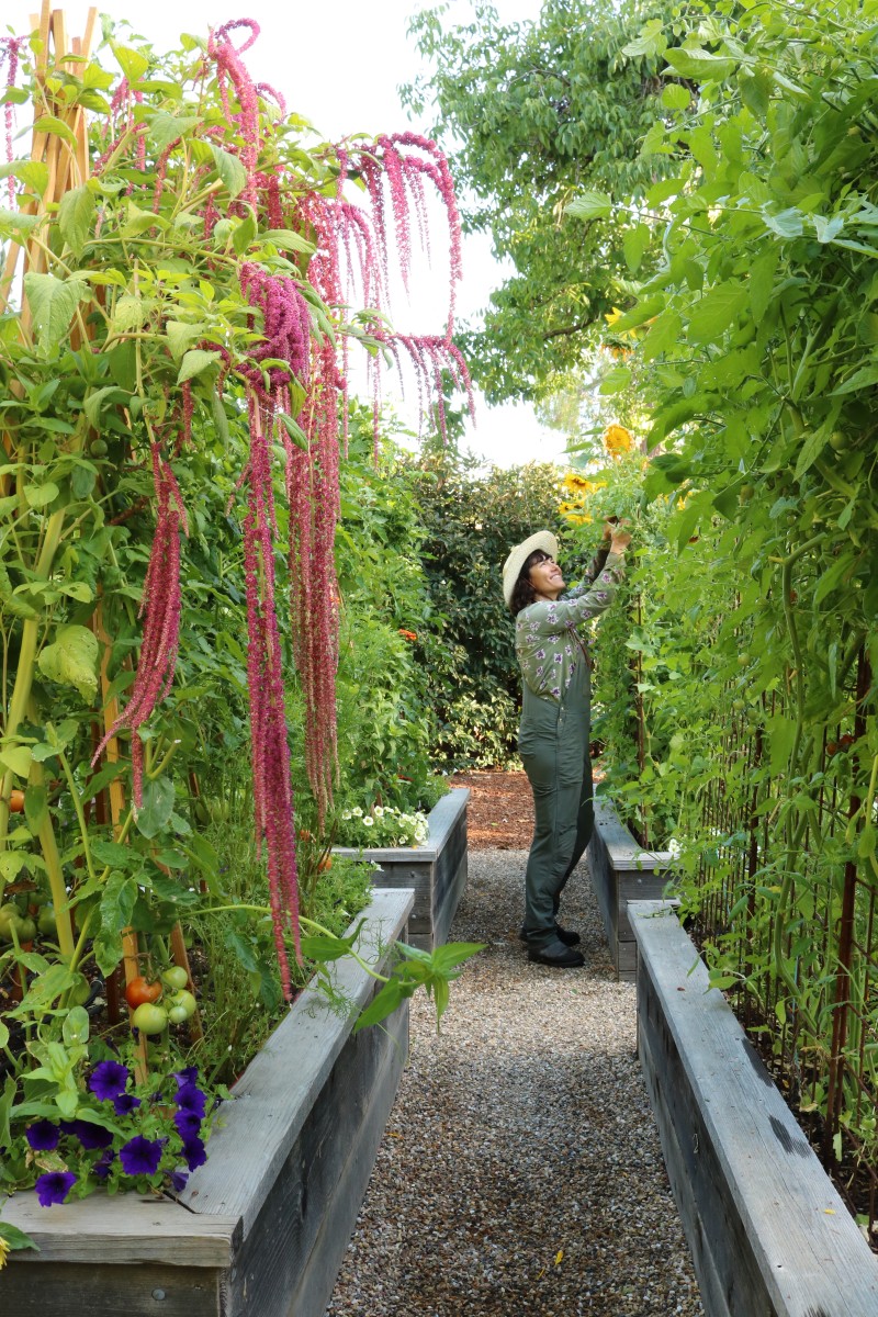 Veg Gardens_05_Love Lies Bleeding Vibrant vegetable garden with Love Lies Bleeding and healthy plants, illustrating Penning Landscapes' Plant Health & Resilience program.