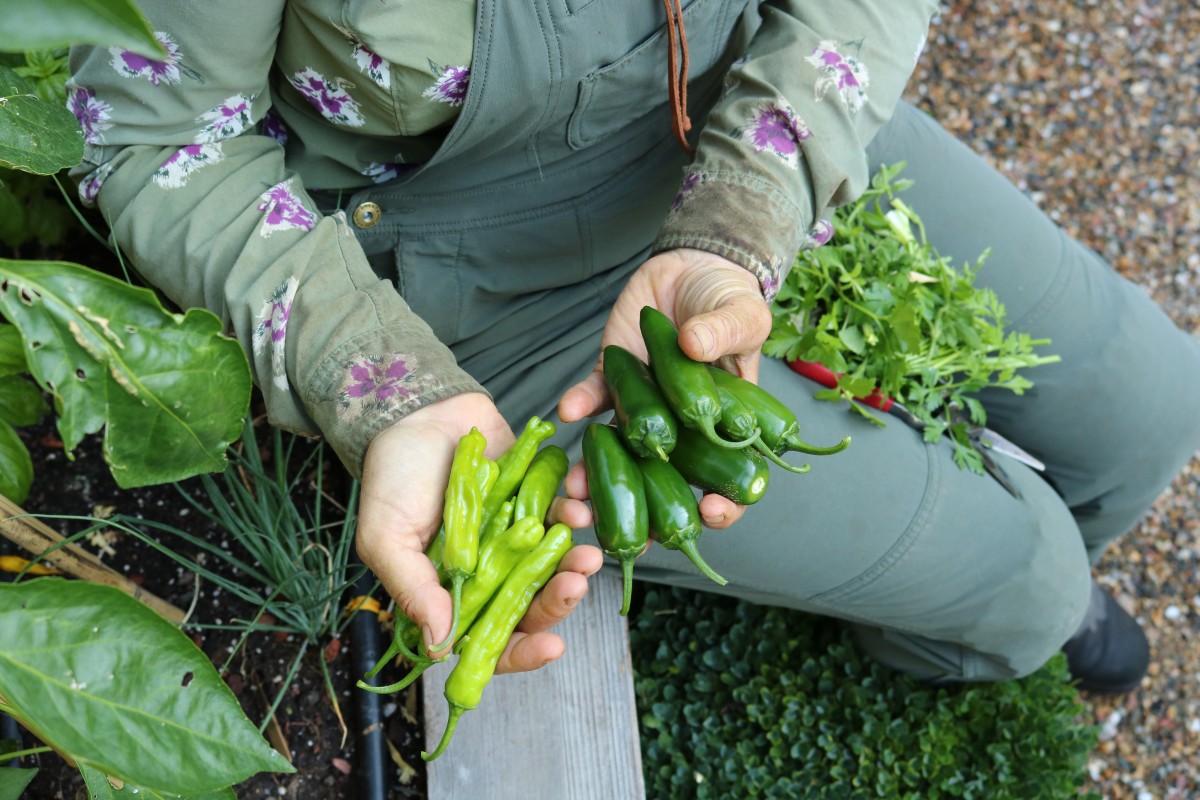 Penning Landscapes harvest support: fresh green peppers and herbs from a productive vegetable garden.