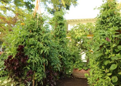 Productive Napa Valley kitchen garden with trellised vegetables and seasonal plantings.