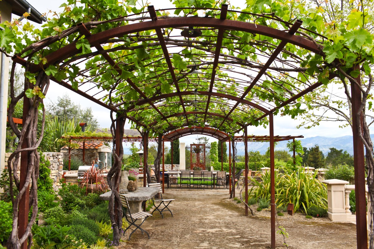 Trellis Wooden trellis with climbing vines, Penning Landscapes carpentry and outdoor living design.