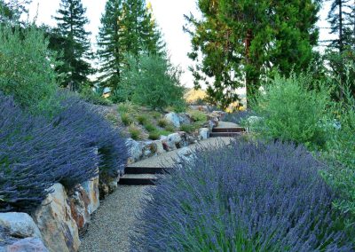 Seasonal lavender planting and vibrant garden design for Napa Valley estate properties.