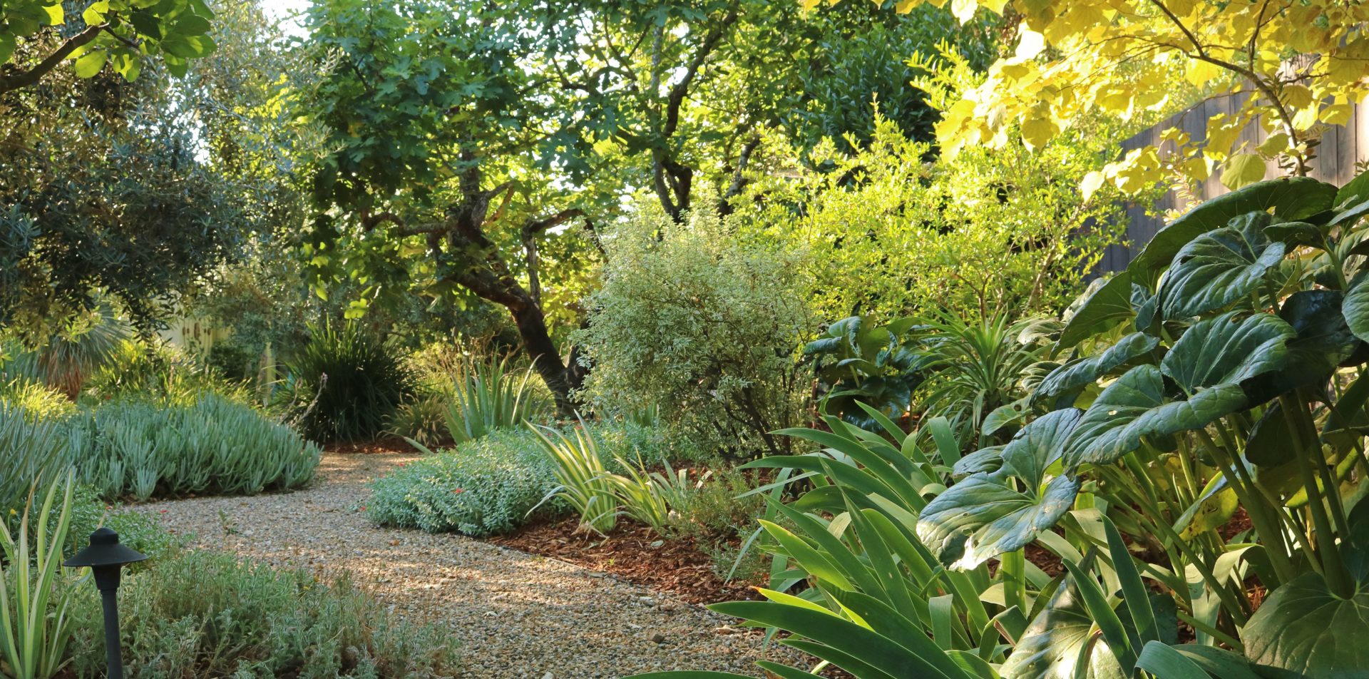 Pathway through lush garden illustrating Penning Landscapes' Plant Health & Resilience program.